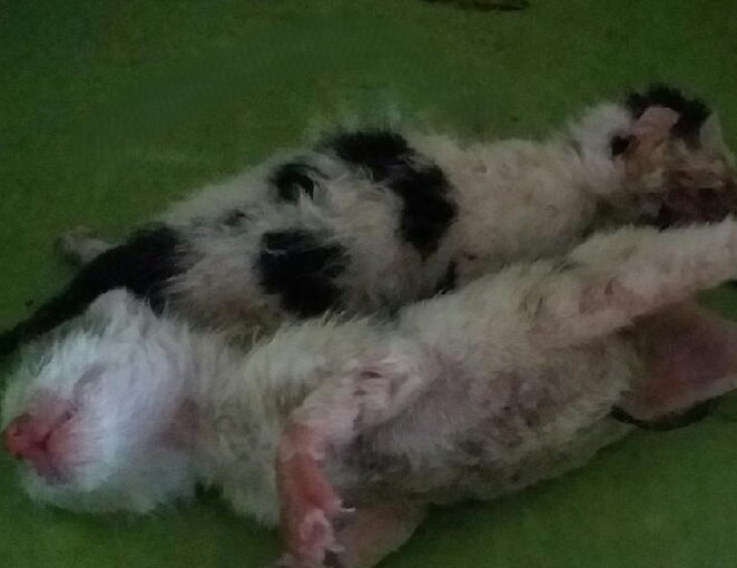 [고양이] 한국 고양이 대구-북구-2025-00118 유기동물 배경 이미지 입니다.