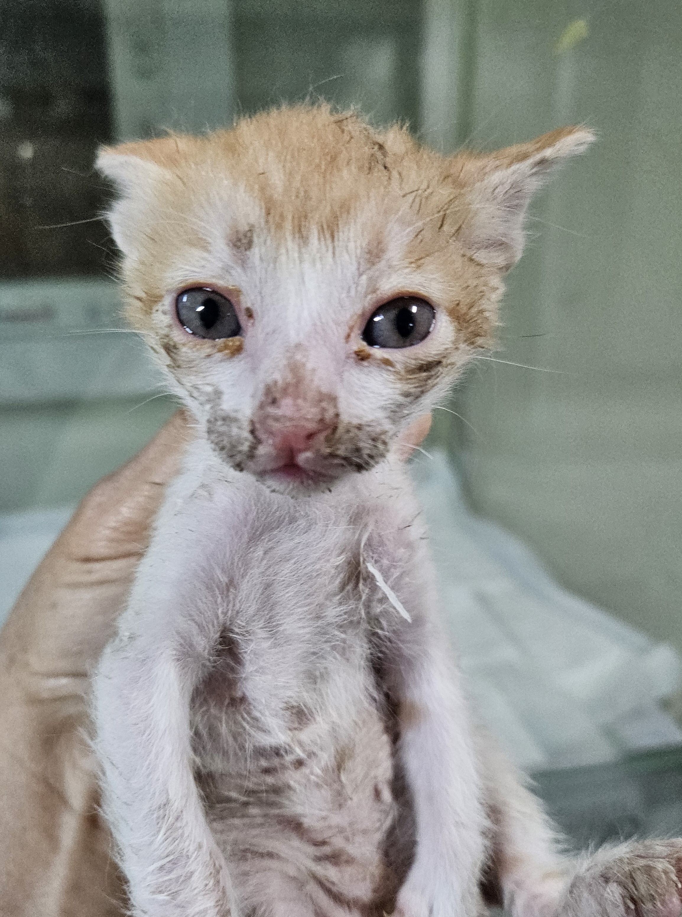 [고양이] 한국 고양이 대구-북구-2025-00121 유기동물 배경 이미지 입니다.
