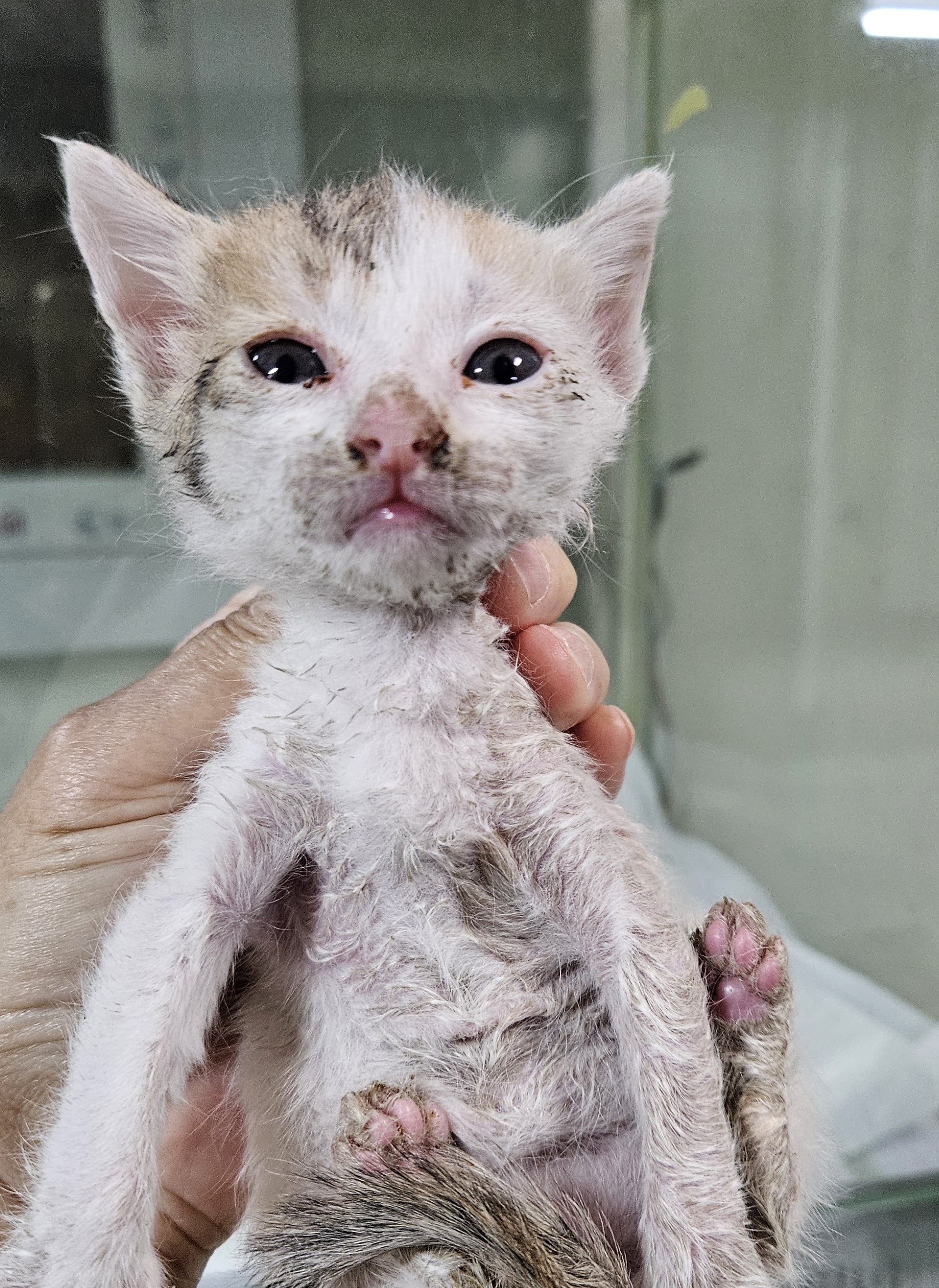 [고양이] 한국 고양이 대구-북구-2025-00119 유기동물 배경 이미지 입니다.