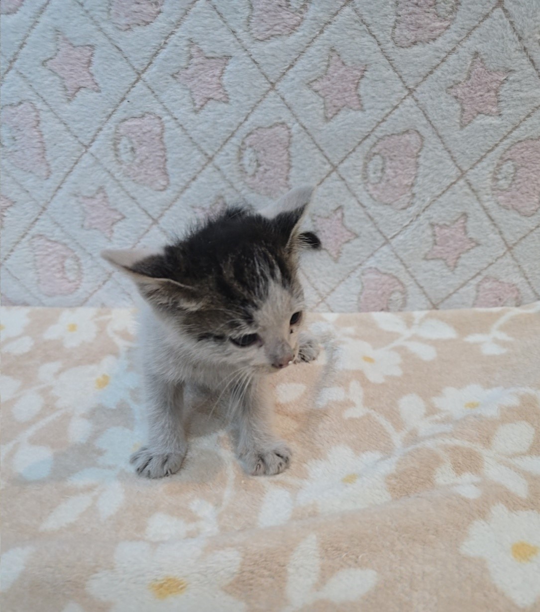 [고양이] 믹스묘 전북-군산-2025-00547 유기동물 배경 이미지 입니다.