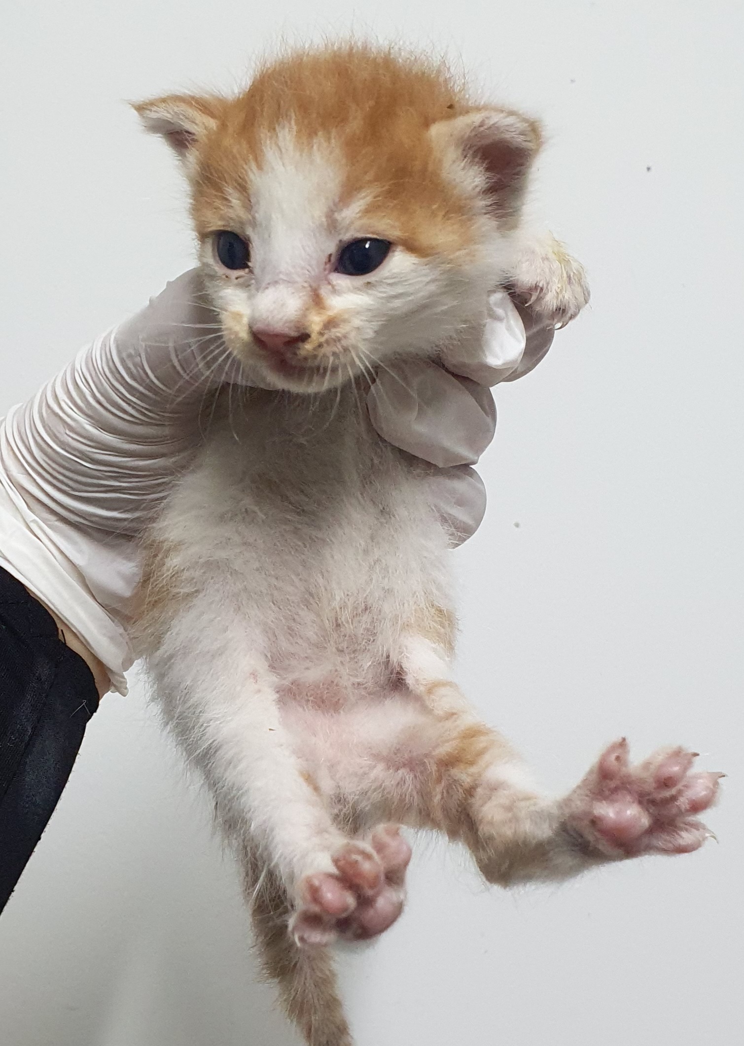[고양이] 한국 고양이 인천-미추홀-2025-00118 유기동물 배경 이미지 입니다.