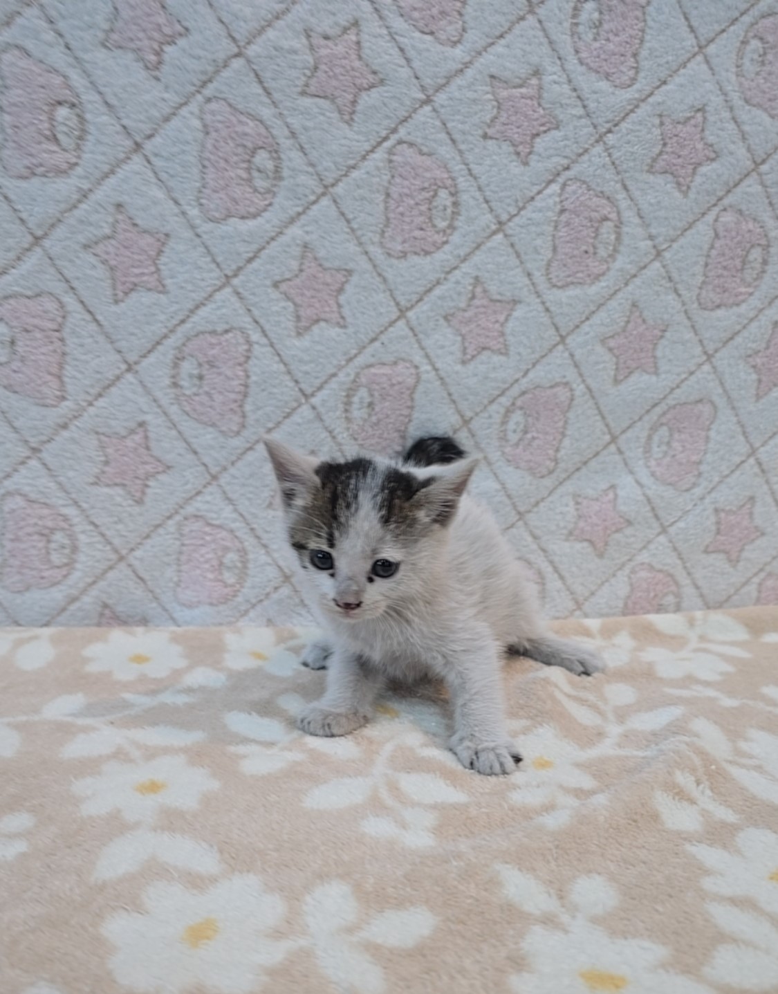 [고양이] 믹스묘 전북-군산-2025-00549 유기동물 배경 이미지 입니다.