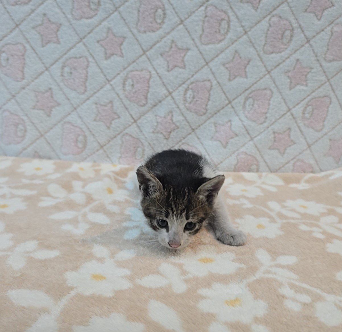[고양이] 믹스묘 전북-군산-2025-00550 유기동물 배경 이미지 입니다.