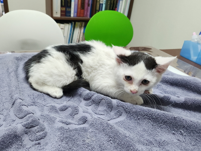 [고양이] 한국 고양이 대구-서구-2025-00255 유기동물 배경 이미지 입니다.