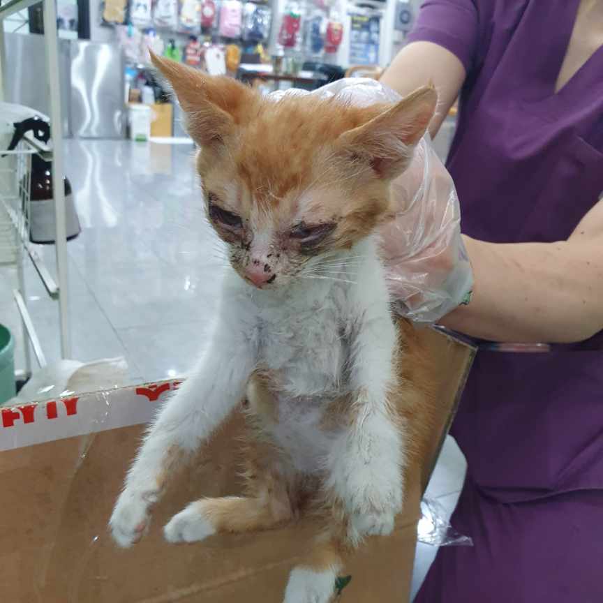 [고양이] 한국 고양이 경기-성남-2025-00219 유기동물 배경 이미지 입니다.