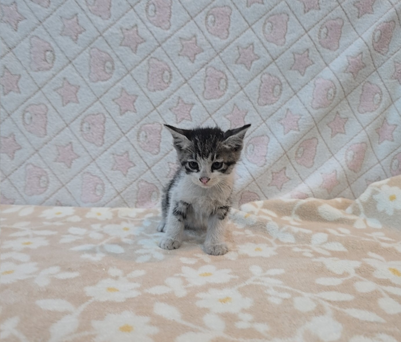 [고양이] 믹스묘 전북-군산-2025-00553 유기동물 배경 이미지 입니다.