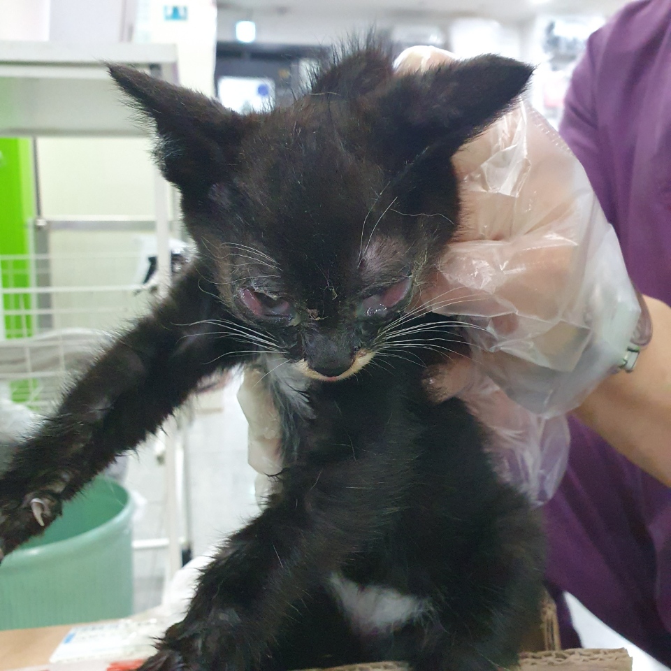 [고양이] 한국 고양이 경기-성남-2025-00218 유기동물 배경 이미지 입니다.