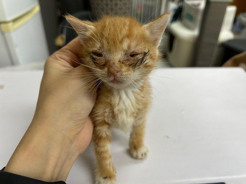 [고양이] 한국 고양이 광주-광산-2025-00206 유기동물 배경 이미지 입니다.