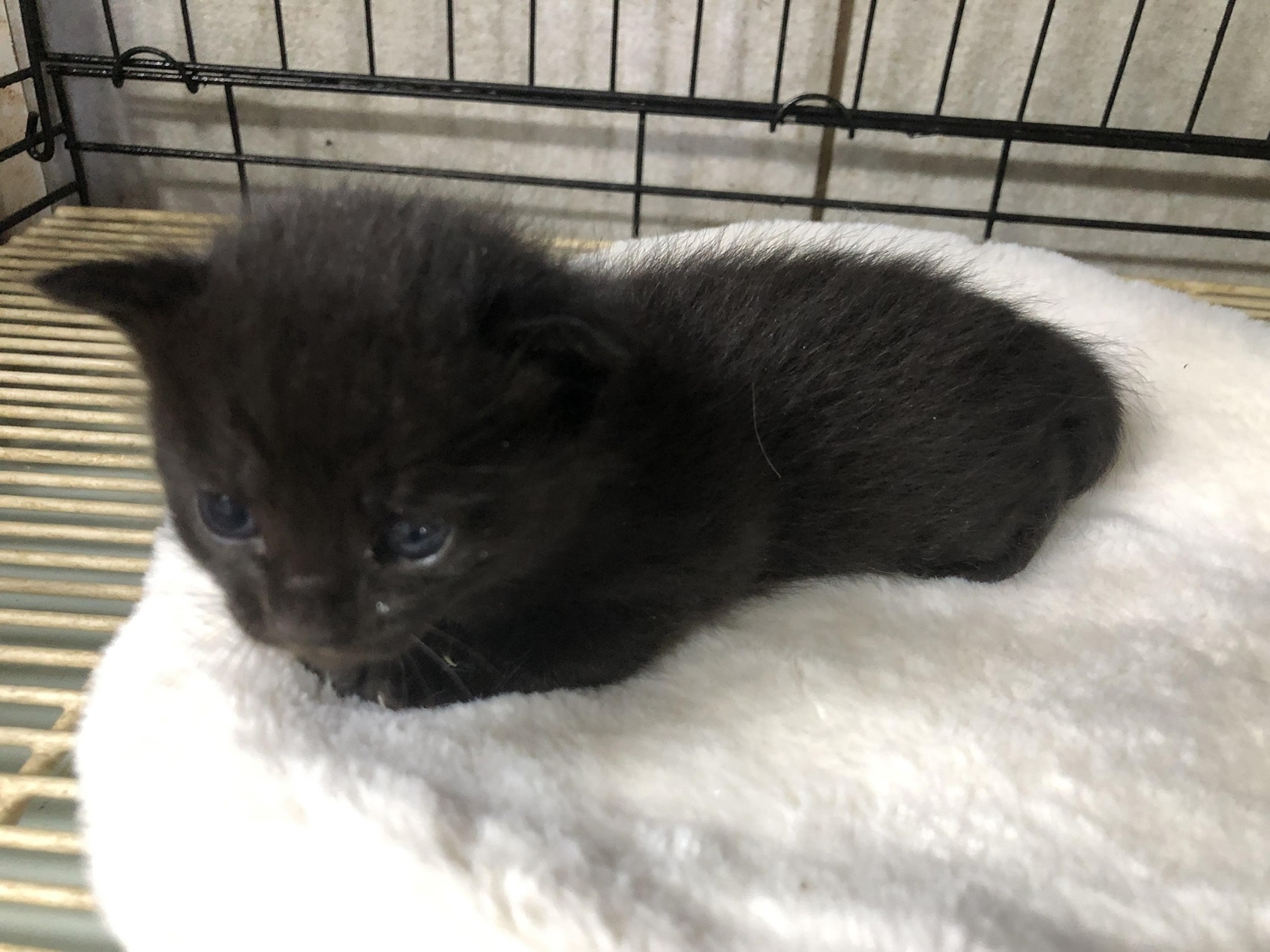 [고양이] 한국 고양이 부산-연제-2025-00083 유기동물 배경 이미지 입니다.