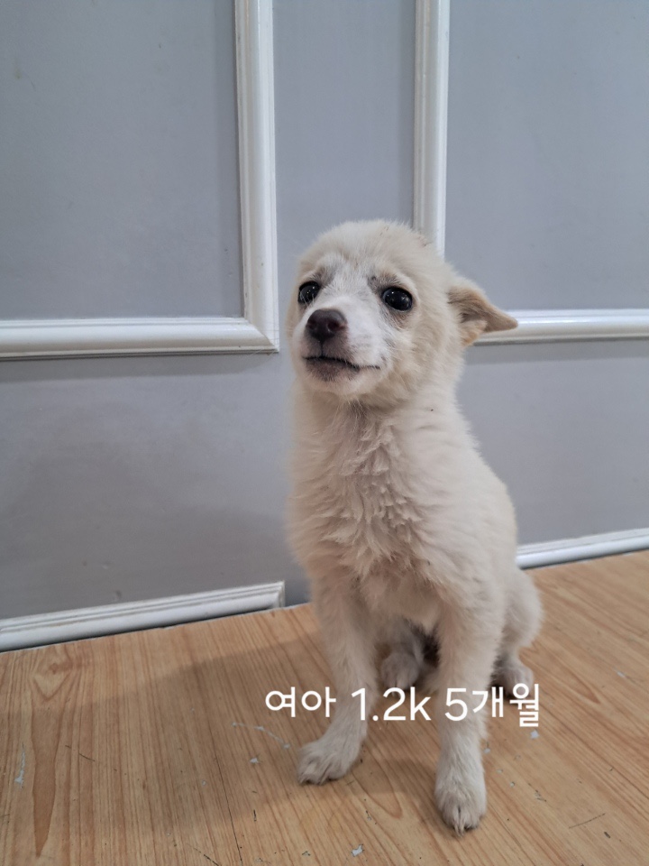 옥천동물병원_443443202500470