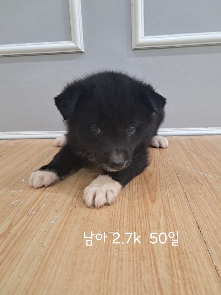 [개] 믹스견 충북-옥천-2025-00211 유기동물 배경 이미지 입니다.