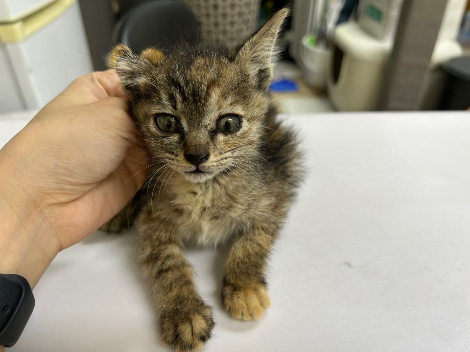 [고양이] 한국 고양이 광주-서구-2025-00140 유기동물 배경 이미지 입니다.