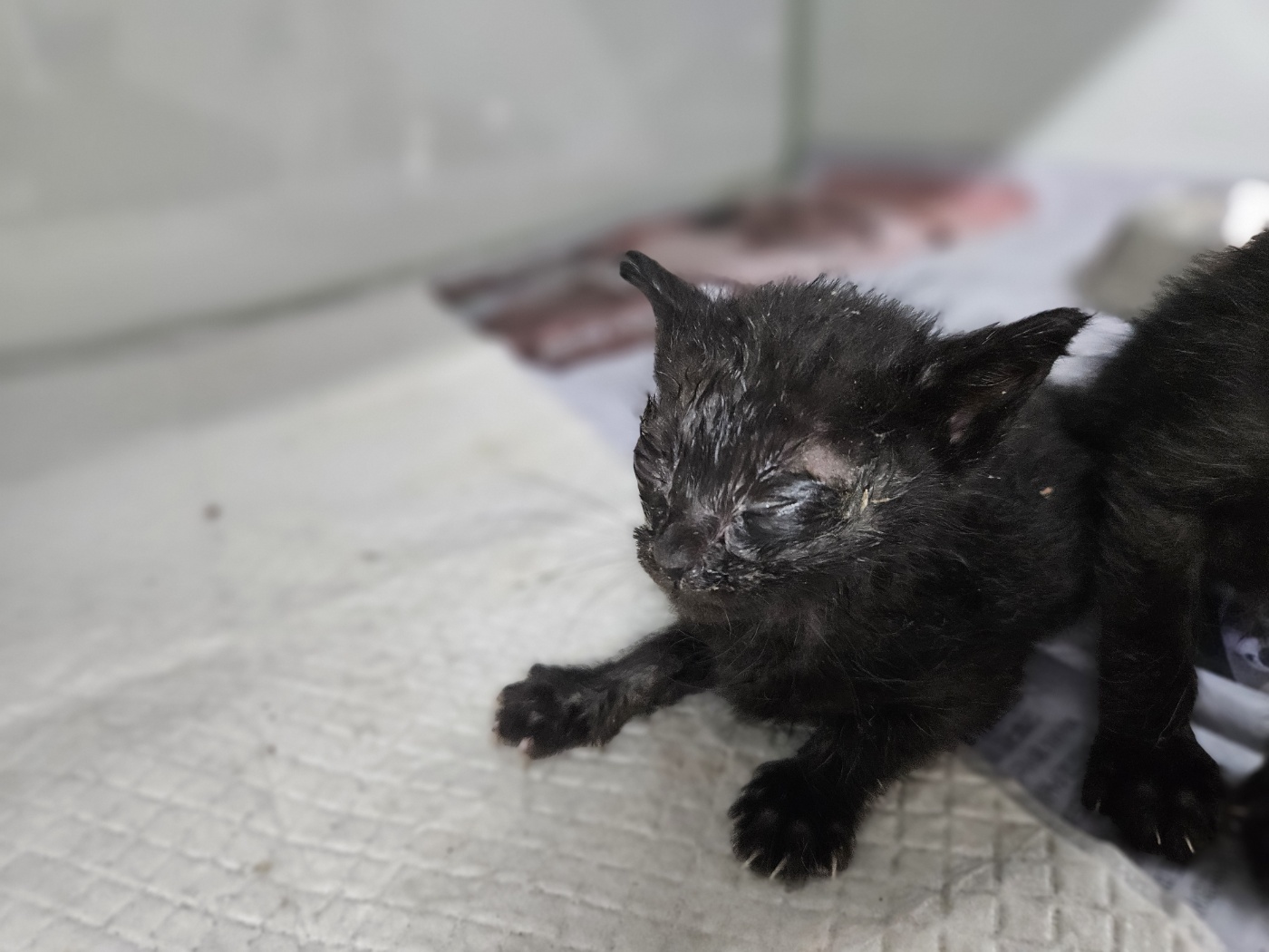 [고양이] 한국 고양이 경북-포항-2025-00423 유기동물 배경 이미지 입니다.