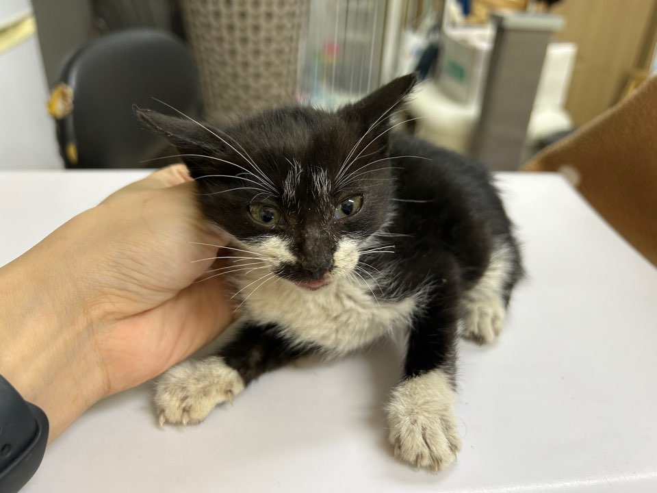 [고양이] 한국 고양이 광주-광산-2025-00207 유기동물 배경 이미지 입니다.