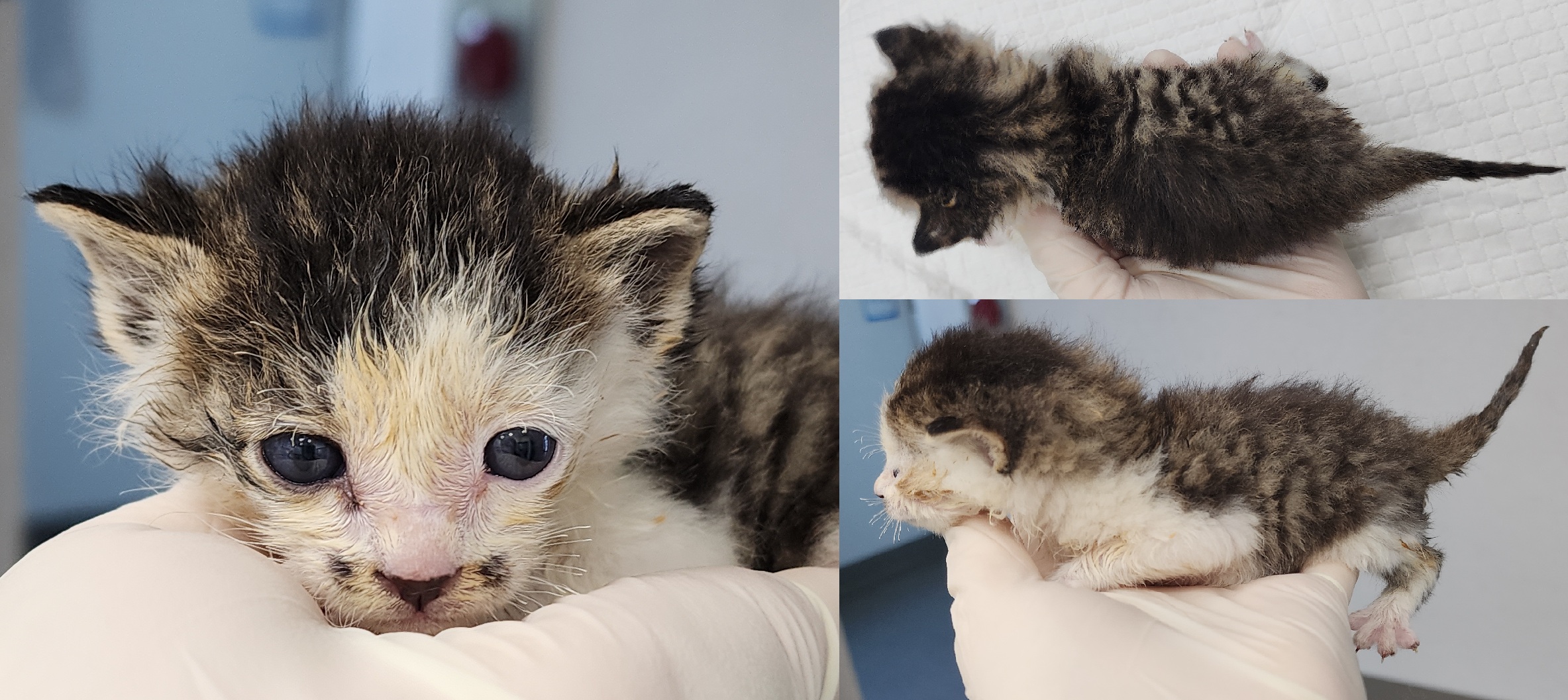 [고양이] 한국 고양이 충남-서산-2025-00283 유기동물 배경 이미지 입니다.