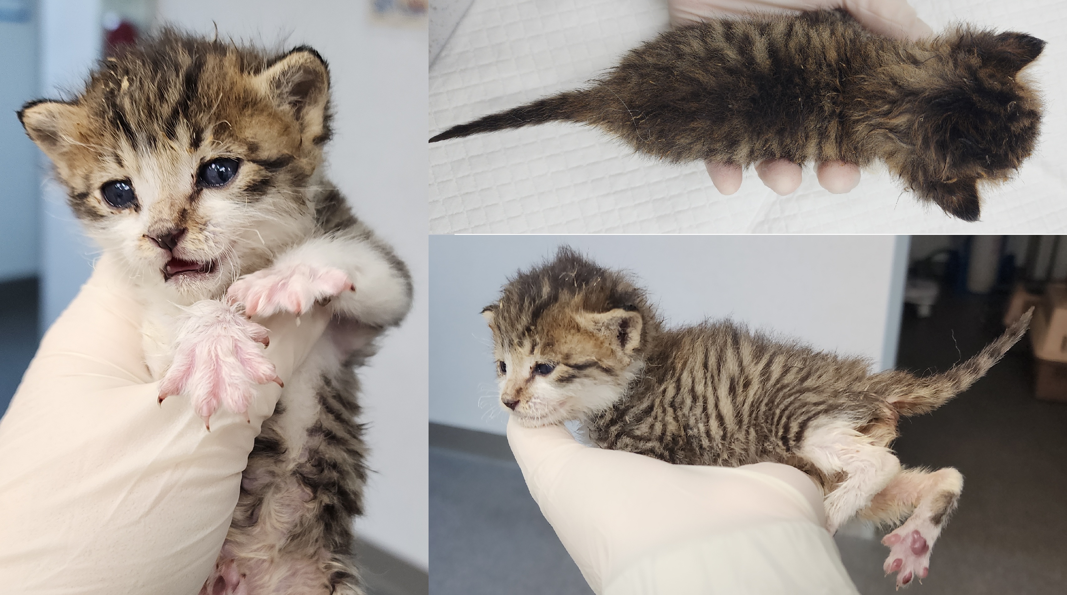 [고양이] 한국 고양이 충남-서산-2025-00282 유기동물 배경 이미지 입니다.