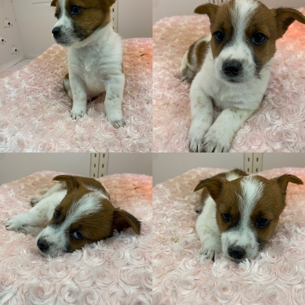 구미시 동물보호센터_447508202500751