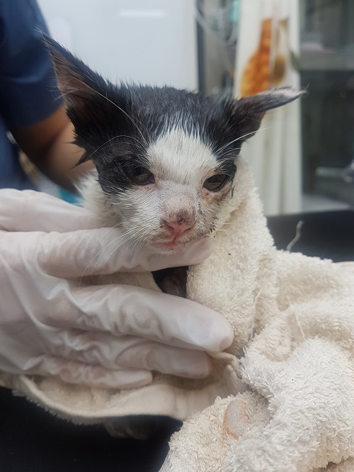[고양이] 한국 고양이 인천-부평-2025-00256 유기동물 배경 이미지 입니다.