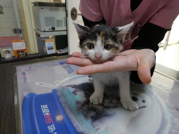 [고양이] 한국 고양이 대구-달성-2025-00248 유기동물 배경 이미지 입니다.