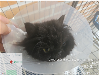 [고양이] 페르시안-페르시안 친칠라 대전-유성-2025-00126 유기동물 배경 이미지 입니다.
