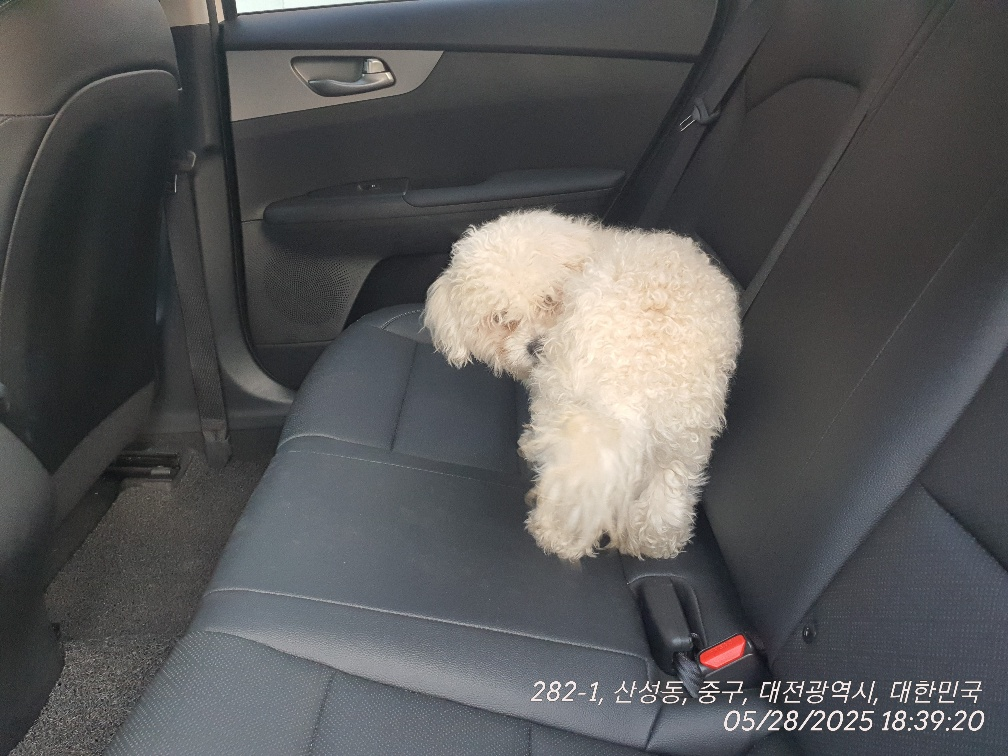 [개] 비숑 프리제 대전-동구-2025-00130 유기동물 배경 이미지 입니다.