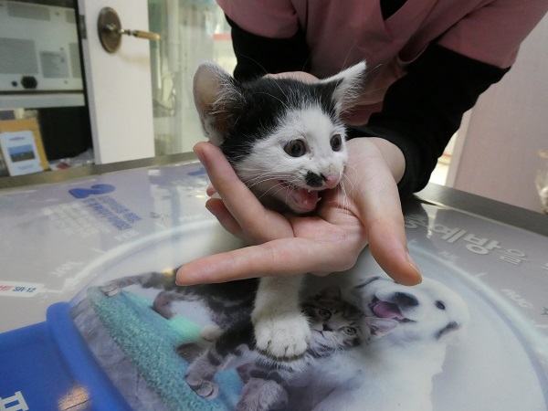 [고양이] 한국 고양이 대구-달성-2025-00250 유기동물 배경 이미지 입니다.