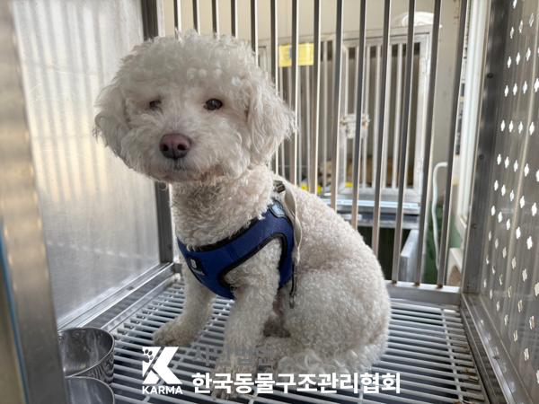 [개] 비숑 프리제 서울-도봉-2025-00032 유기동물 배경 이미지 입니다.