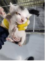 [고양이] 한국 고양이 부산-사상-2025-00082 유기동물 배경 이미지 입니다.