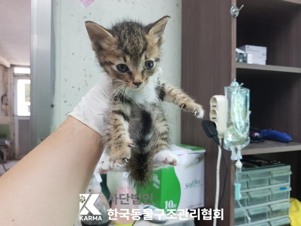 [고양이] 한국 고양이 경기-파주-2025-00415 유기동물 배경 이미지 입니다.