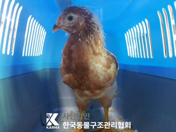 [기타축종] 닭 서울-강서-2025-00063 유기동물 배경 이미지 입니다.