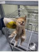 [고양이] 한국 고양이 부산-사상-2025-00085 유기동물 배경 이미지 입니다.