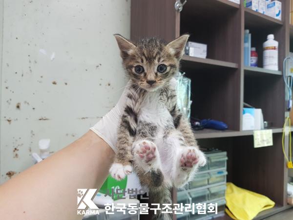 [고양이] 한국 고양이 경기-파주-2025-00417 유기동물 배경 이미지 입니다.