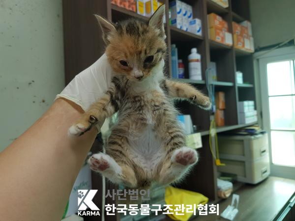 [고양이] 한국 고양이 경기-파주-2025-00416 유기동물 배경 이미지 입니다.