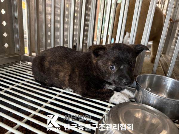 [개] 믹스견 경기-파주-2025-00420 유기동물 배경 이미지 입니다.
