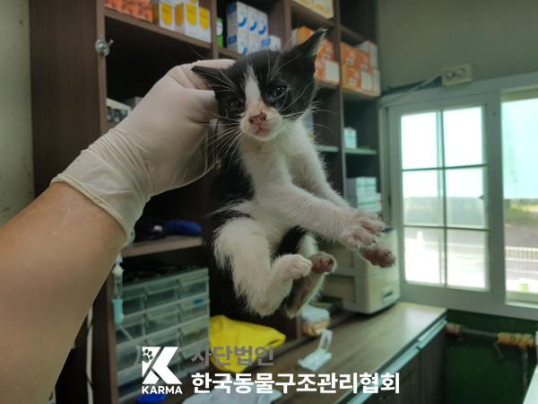 [고양이] 한국 고양이 서울-성북-2025-00055 유기동물 배경 이미지 입니다.