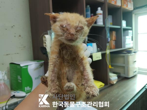 [고양이] 한국 고양이 경기-파주-2025-00423 유기동물 배경 이미지 입니다.
