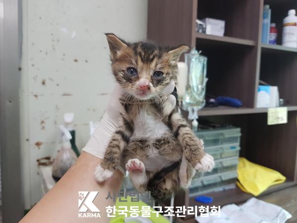 [고양이] 한국 고양이 서울-성북-2025-00057 유기동물 배경 이미지 입니다.
