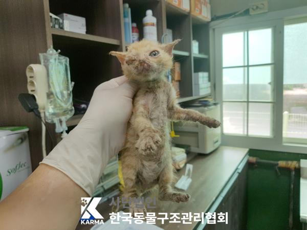 [고양이] 한국 고양이 경기-파주-2025-00424 유기동물 배경 이미지 입니다.