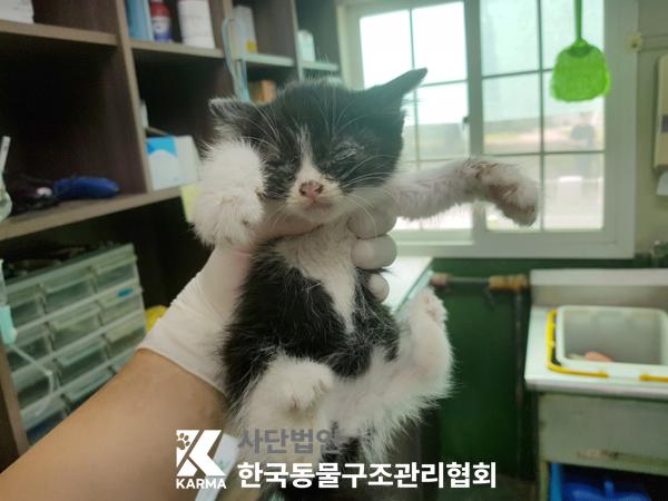 [고양이] 한국 고양이 서울-강서-2025-00061 유기동물 배경 이미지 입니다.