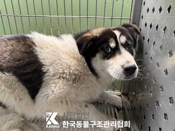 [개] 믹스견 서울-은평-2025-00099 유기동물 배경 이미지 입니다.