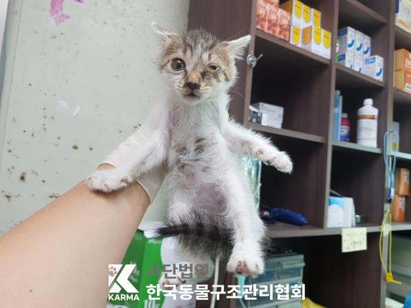 [고양이] 한국 고양이 서울-강서-2025-00062 유기동물 배경 이미지 입니다.