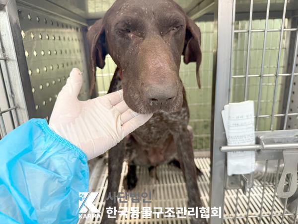 [개] 포인터 서울-도봉-2025-00034 유기동물 배경 이미지 입니다.