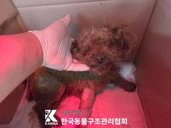 [개] 푸들 경기-포천-2025-00484 유기동물 배경 이미지 입니다.