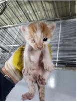 [고양이] 한국 고양이 부산-사상-2025-00081 유기동물 배경 이미지 입니다.