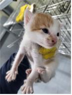 [고양이] 한국 고양이 부산-사상-2025-00079 유기동물 배경 이미지 입니다.
