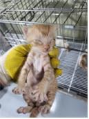 [고양이] 한국 고양이 부산-사상-2025-00080 유기동물 배경 이미지 입니다.