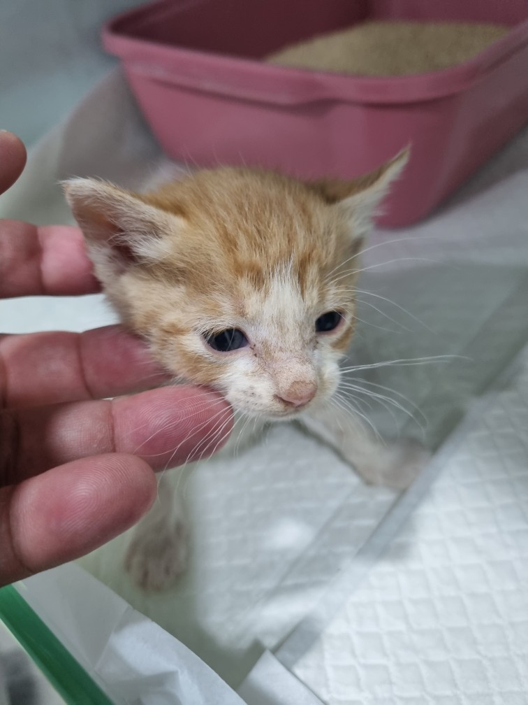 [고양이] 믹스묘 대구-군위-2025-00146 유기동물 배경 이미지 입니다.