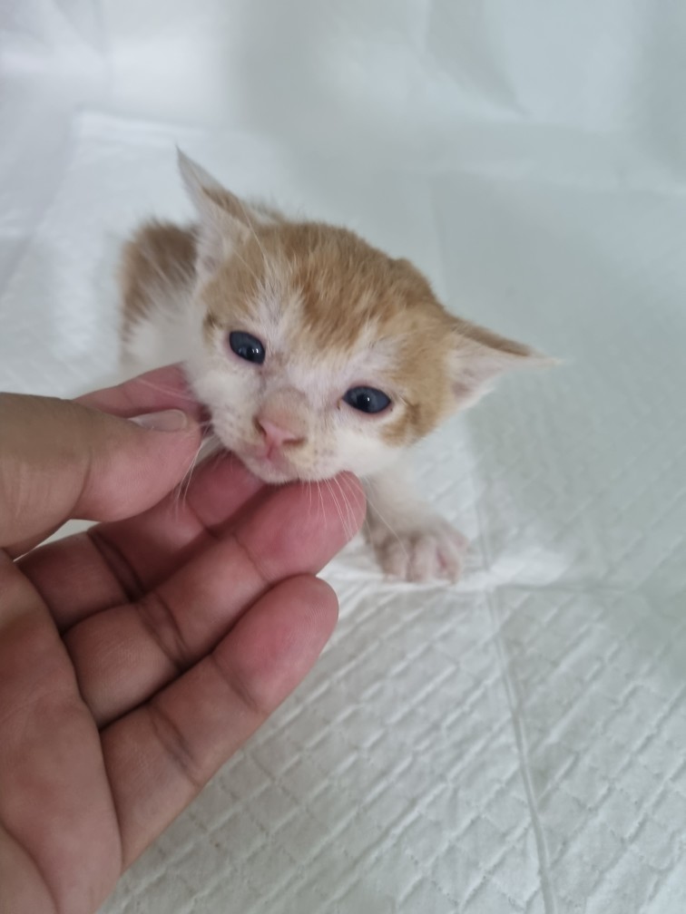 [고양이] 믹스묘 대구-군위-2025-00147 유기동물 배경 이미지 입니다.