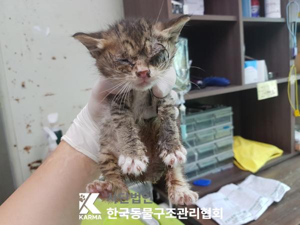[고양이] 한국 고양이 서울-성북-2025-00056 유기동물 배경 이미지 입니다.
