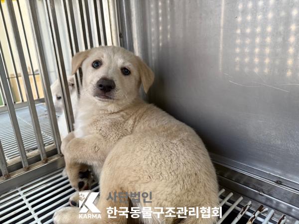 [개] 믹스견 경기-김포-2025-00414 유기동물 배경 이미지 입니다.
